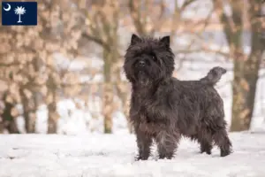 Read more about the article Cairn Terrier Breeders and Puppies in South Carolina