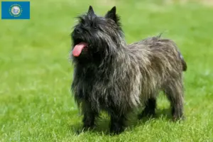 Read more about the article Cairn Terrier Breeders and Puppies in South Dakota