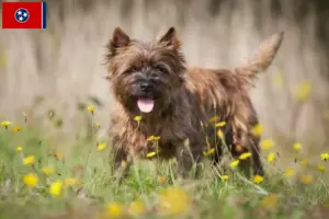 Read more about the article Cairn Terrier breeders and puppies in Tennessee