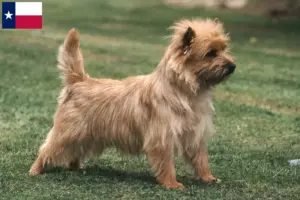Read more about the article Cairn Terrier breeders and puppies in Texas
