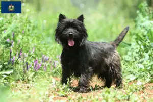 Read more about the article Cairn Terrier Breeders and Puppies in Vermont