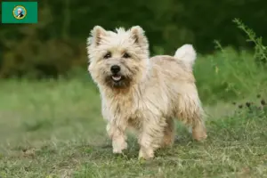 Read more about the article Cairn Terrier breeders and puppies in Washington