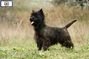 Read more about the article Cairn Terrier Breeders and Puppies in West Virginia