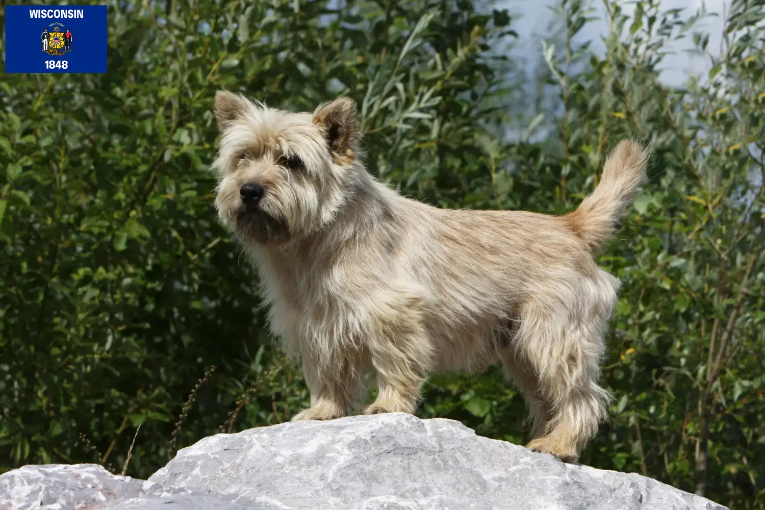 Cairn Terrier puppies and breeders Wisconsin Find Cairn Terrier breeders in Wisconsin.