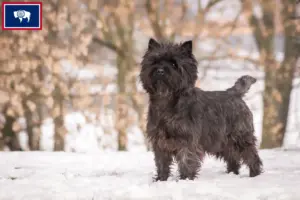 Read more about the article Cairn Terrier Breeders and Puppies in Wyoming