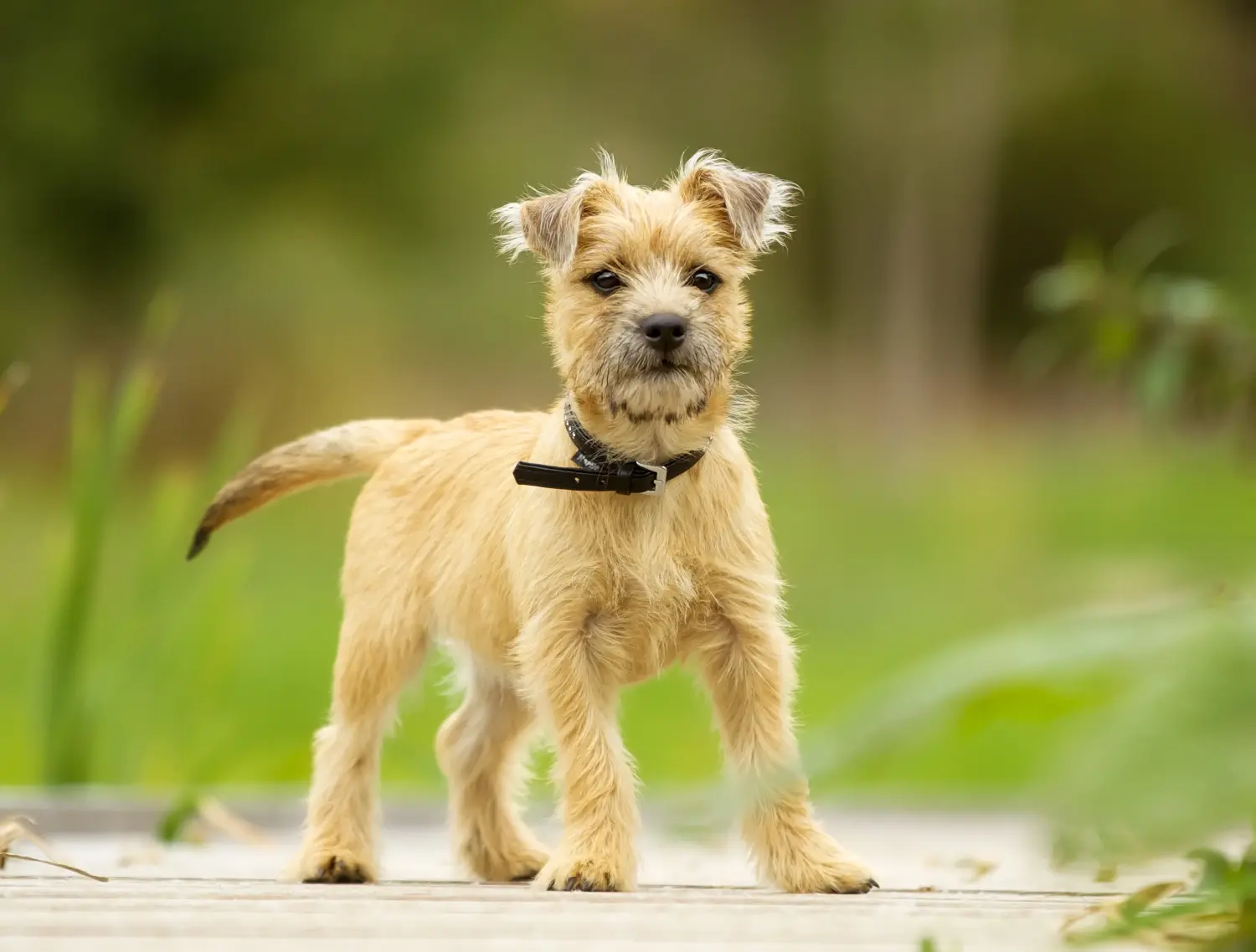 Buying a Cairn Terrier puppy means taking responsibility! Buy Cairn Terrier puppies.