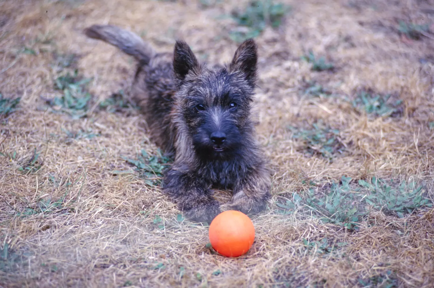 Buying a Cairn Terrier puppy means taking responsibility! Buy Cairn Terrier puppies.