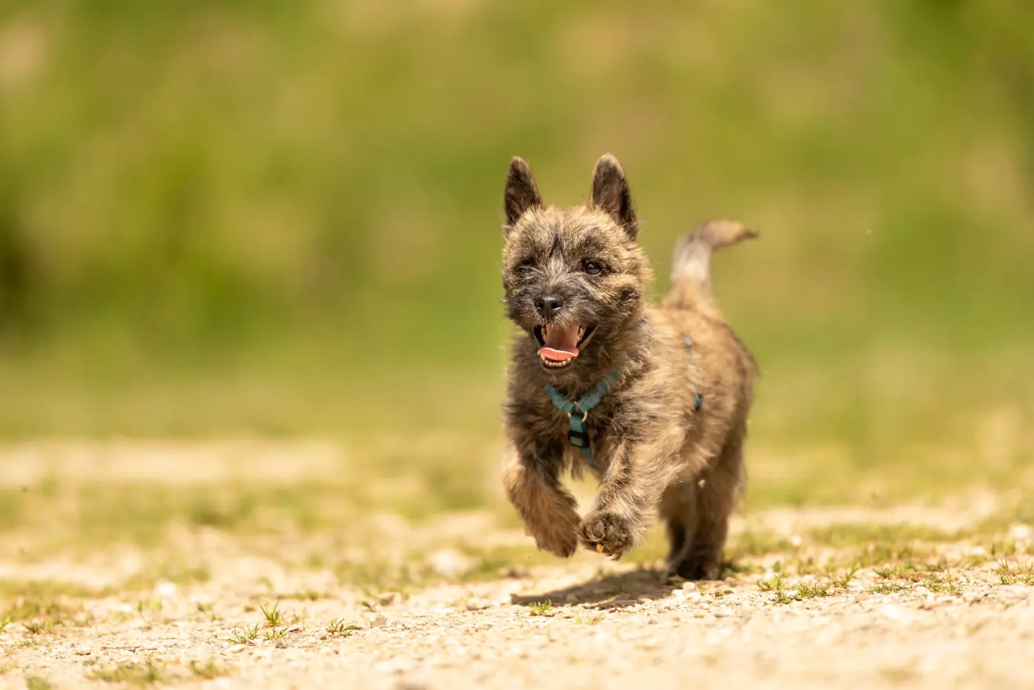 Buying a Cairn Terrier puppy means taking responsibility! Buy Cairn Terrier puppies.