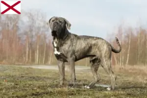 Read more about the article Cane Corso Italiano breeders and puppies in Alabama