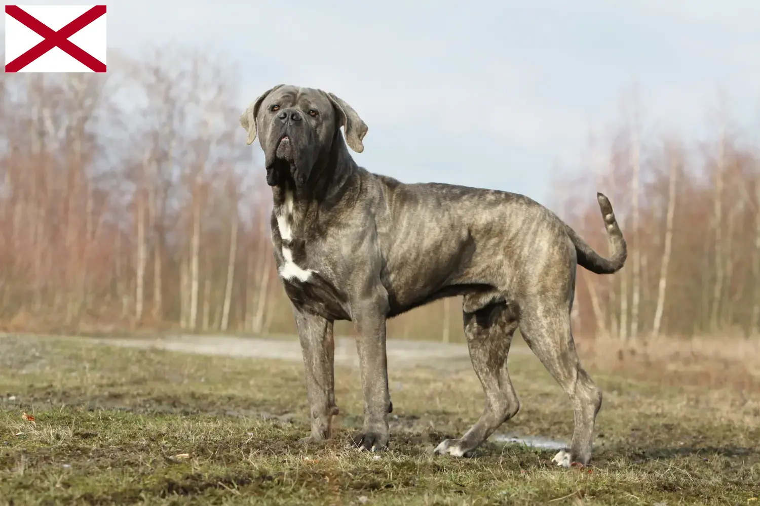 Cane Corso Italiano puppies and breeders Alabama Find Cane Corso Italianos breeders in Alabama.