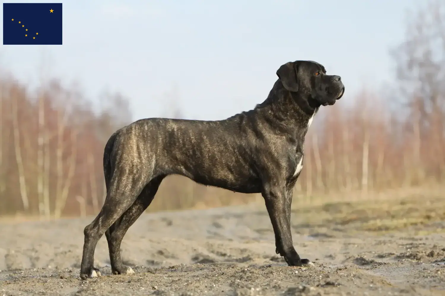 Cane Corso Italiano puppies and breeders Alaska Find Cane Corso Italianos breeders in Alaska.