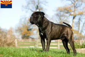 Read more about the article Cane Corso Italiano breeders and puppies in Arizona
