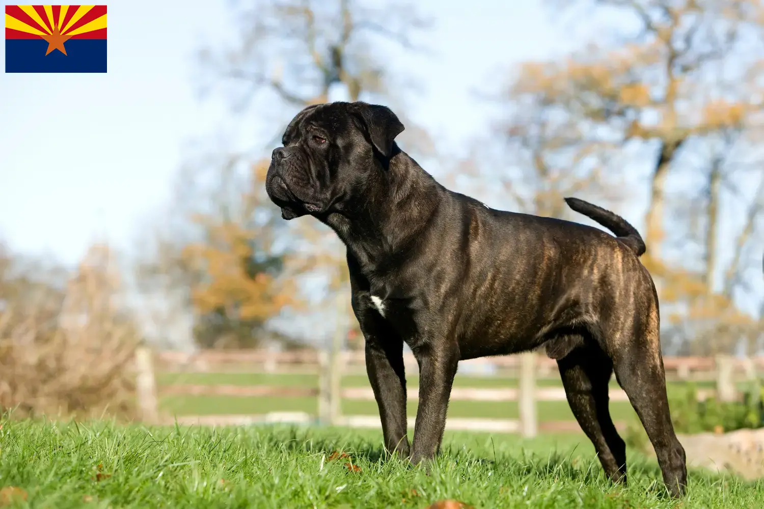 Cane Corso Italiano puppies and breeder Arizona Find Cane Corso Italianos breeders in Arizona.