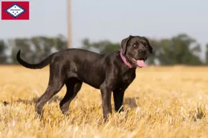 Read more about the article Cane Corso Italiano breeders and puppies in Arkansas