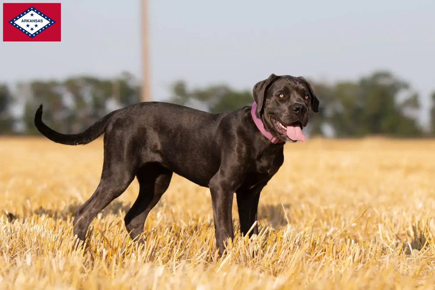 Cane Corso Italiano puppies and breeders Arkansas Find Cane Corso Italianos breeders in Arkansas.