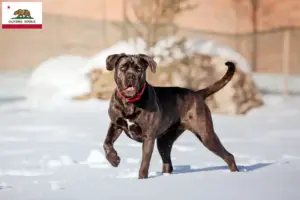 Read more about the article Cane Corso Italiano breeders and puppies in California