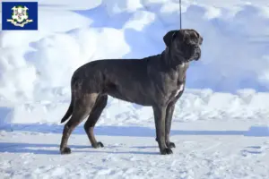 Read more about the article Cane Corso Italiano breeders and puppies in Connecticut