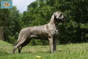 Read more about the article Cane Corso Italiano breeders and puppies in Delaware