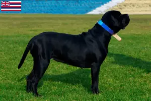 Read more about the article Cane Corso Italiano breeders and puppies in Hawaii