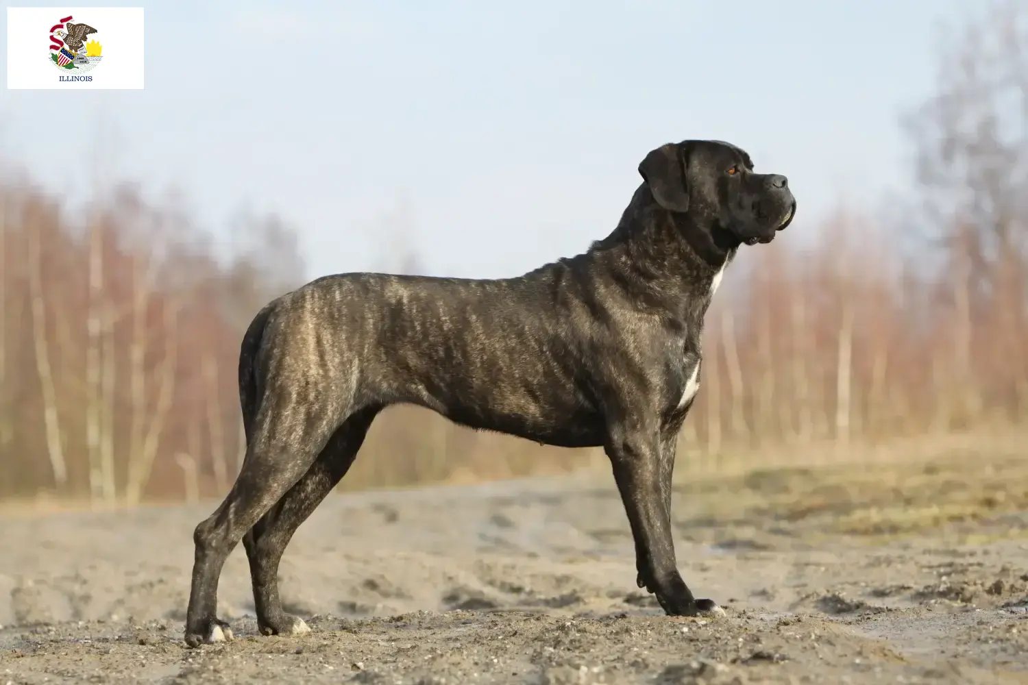 Cane Corso Italiano puppies and breeders Illinois Find Cane Corso Italianos breeders in Illinois.