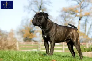 Read more about the article Cane Corso Italiano breeders and puppies in Indiana