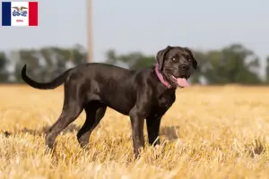 Read more about the article Cane Corso Italiano breeders and puppies in Iowa