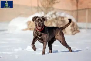 Read more about the article Cane Corso Italiano breeders and puppies in Kansas