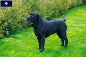Read more about the article Cane Corso Italiano breeders and puppies in Kentucky
