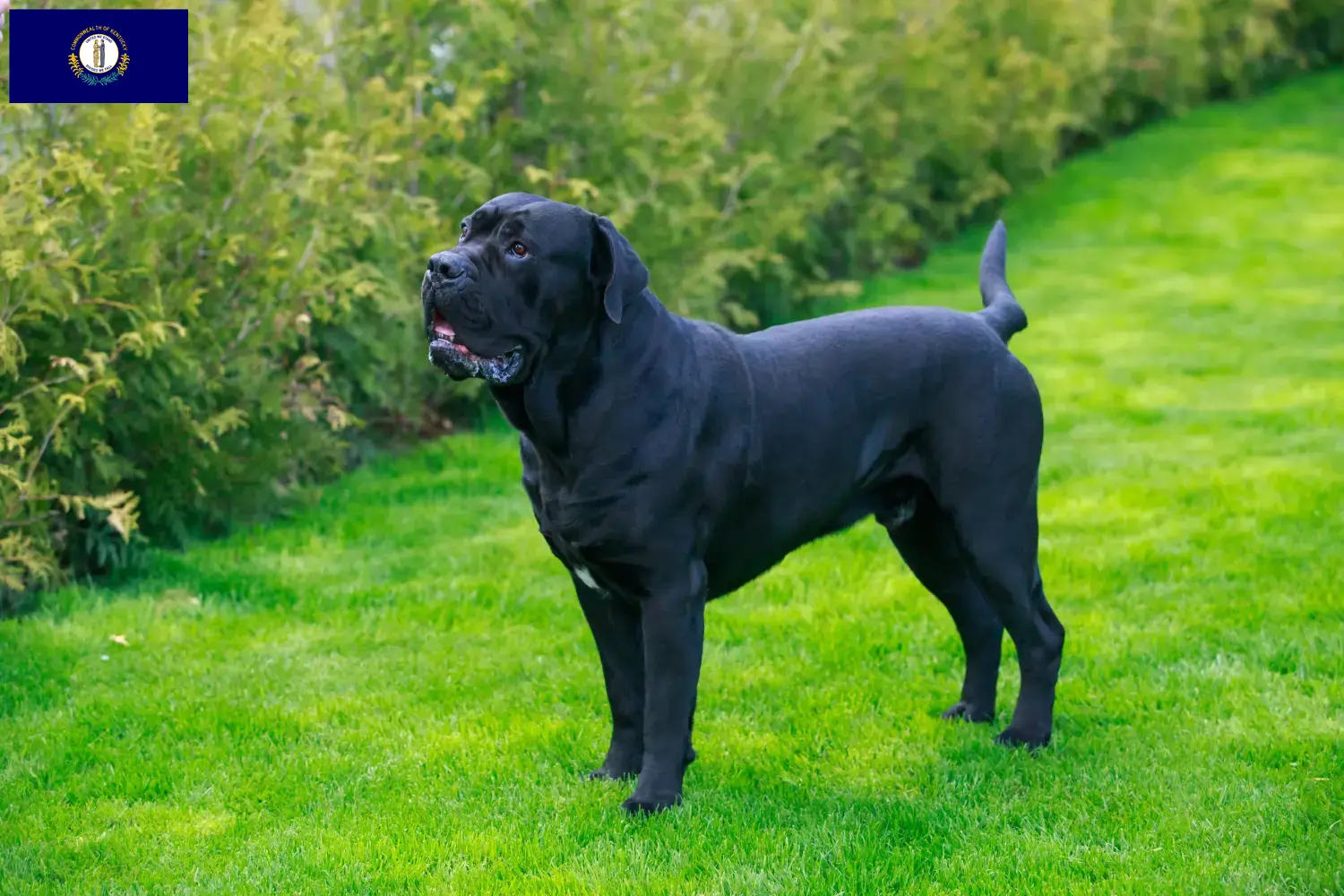 Cane Corso Italiano puppies and breeders Kentucky Find Cane Corso Italianos breeders in Kentucky.