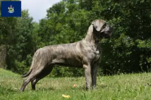 Read more about the article Cane Corso Italiano breeders and puppies in Maine