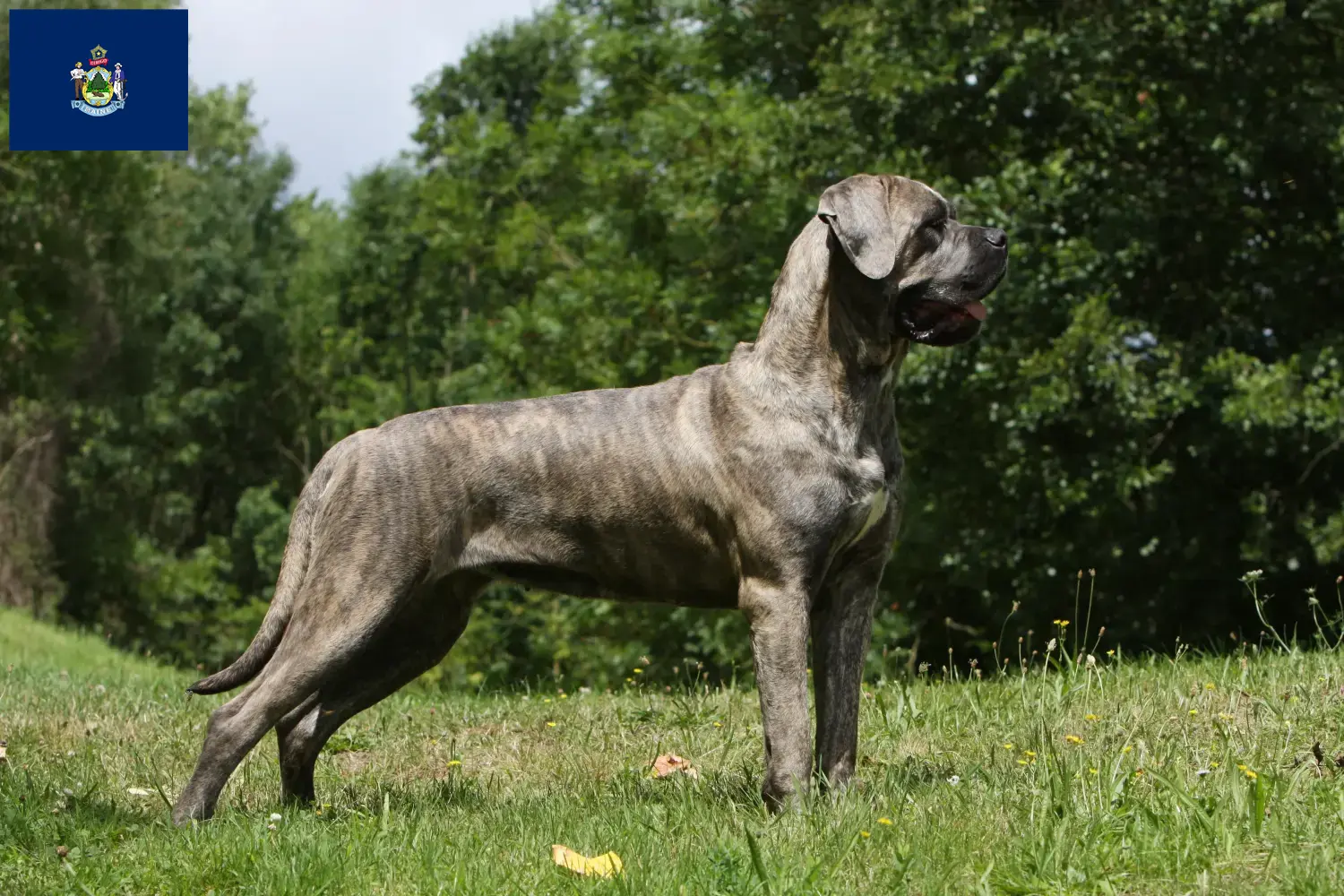 Read more about the article Cane Corso Italiano breeders and puppies in Maine
