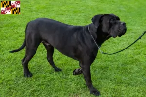 Read more about the article Cane Corso Italiano breeders and puppies in Maryland
