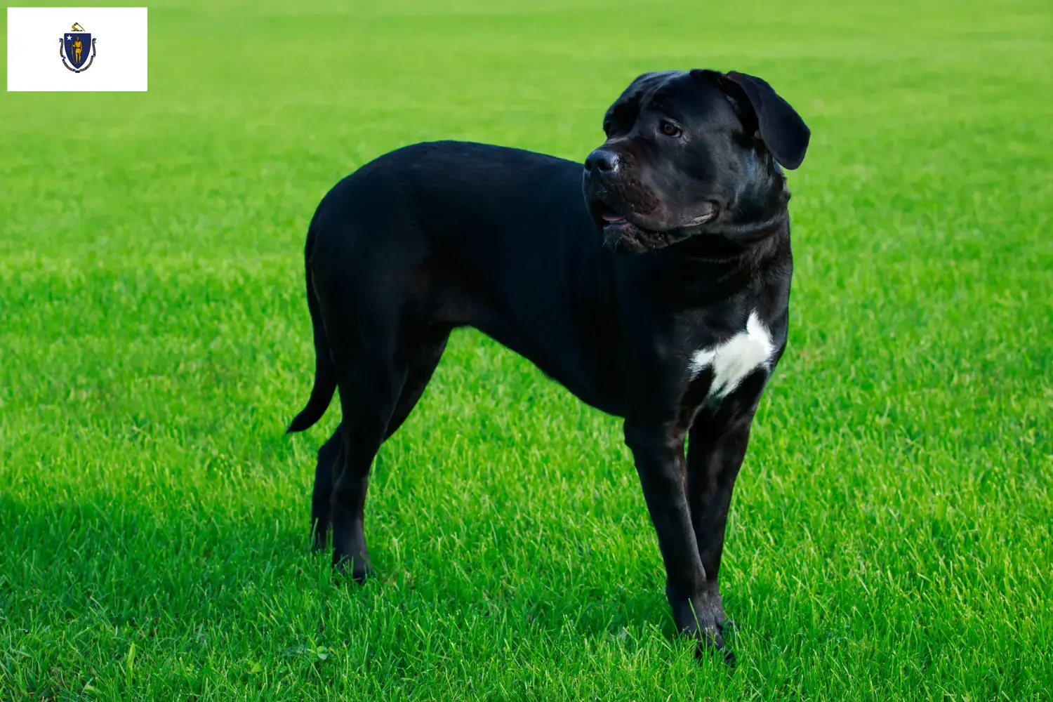 Read more about the article Cane Corso Italiano breeders and puppies in Massachusetts