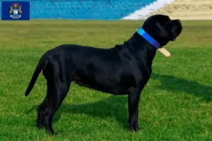 Read more about the article Cane Corso Italiano breeders and puppies in Michigan
