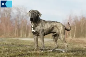 Read more about the article Cane Corso Italiano breeders and puppies in Minnesota