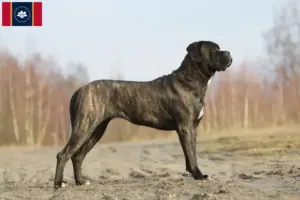Read more about the article Cane Corso Italiano breeders and puppies in Mississippi