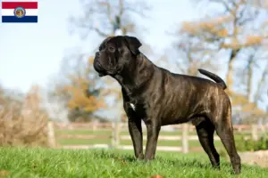 Read more about the article Cane Corso Italiano breeders and puppies in Missouri