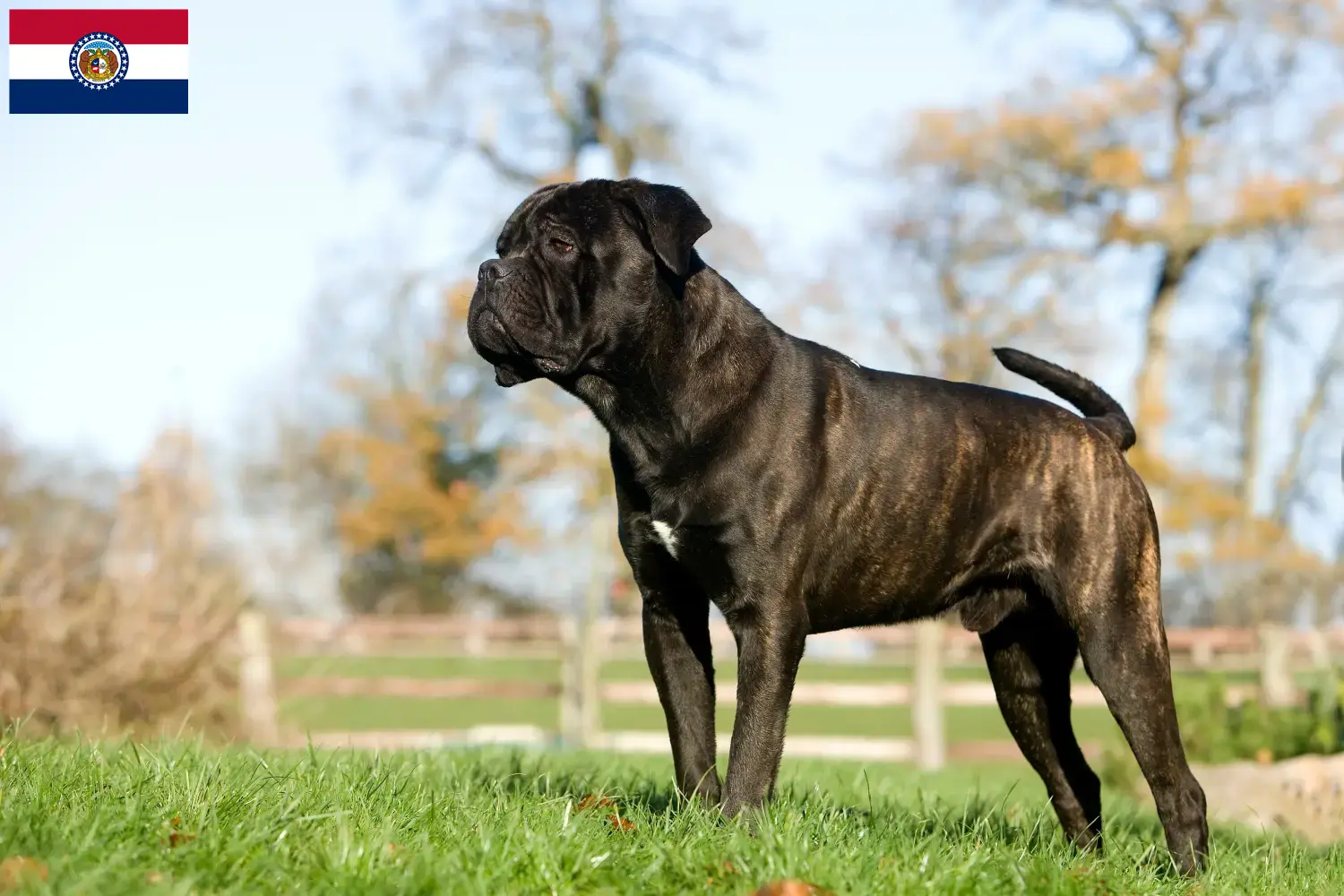 Cane Corso Italiano puppies and breeders Missouri Find Cane Corso Italianos breeders in Missouri.