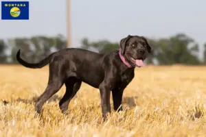 Read more about the article Cane Corso Italiano breeders and puppies in Montana