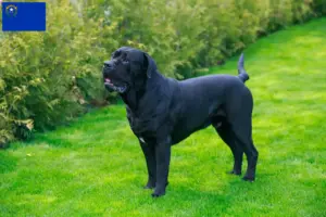 Read more about the article Cane Corso Italiano breeders and puppies in Nevada