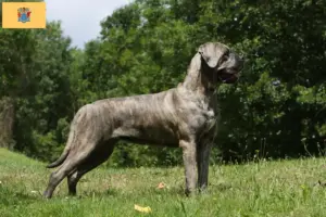 Read more about the article Cane Corso Italiano breeders and puppies in New Jersey
