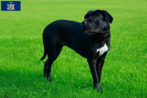 Read more about the article Cane Corso Italiano breeders and puppies in New York