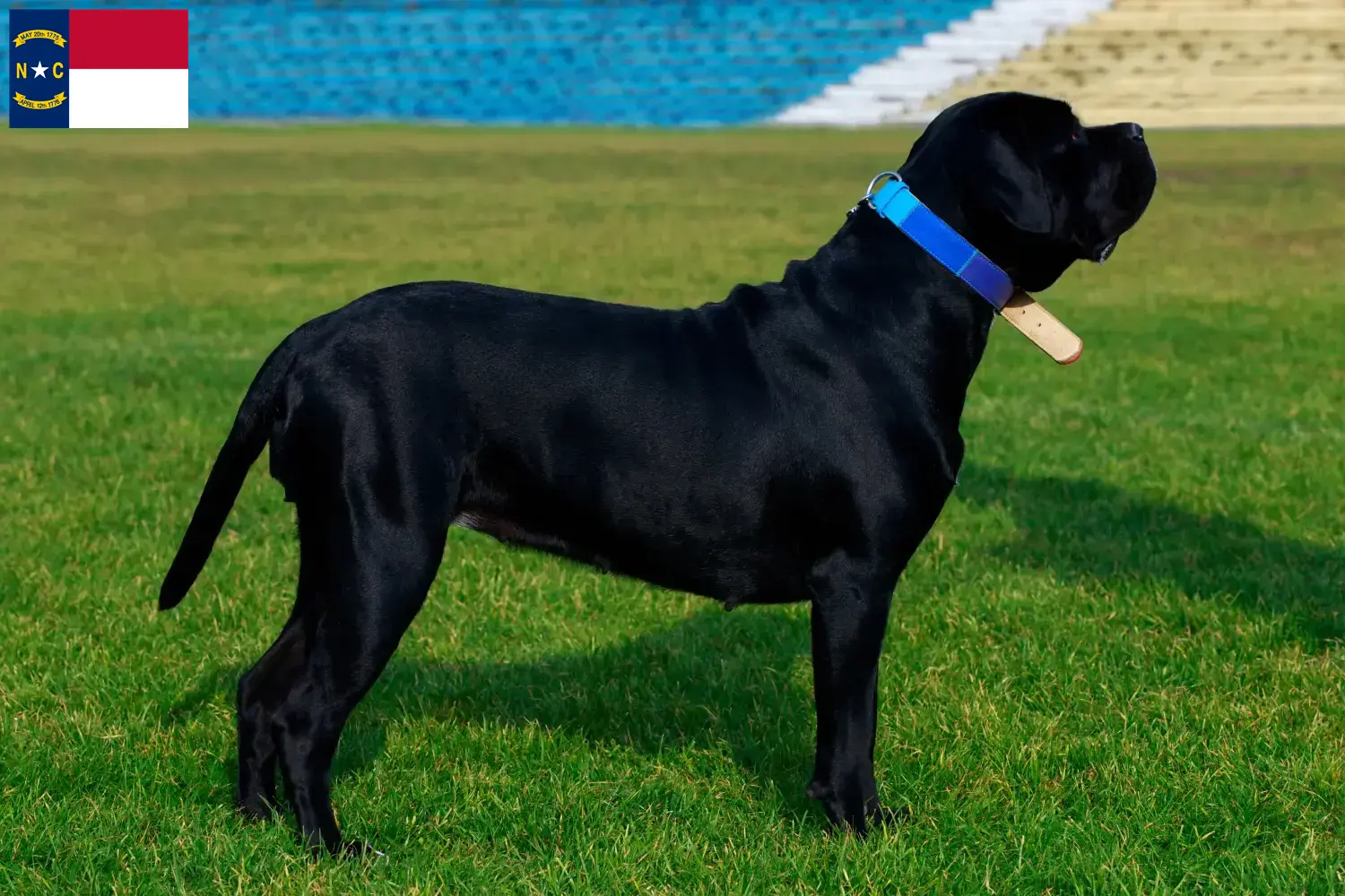 Cane Corso Italiano puppies and breeders North Carolina Find Cane Corso Italianos breeders in North Carolina.