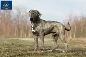 Read more about the article Cane Corso Italiano breeders and puppies in North Dakota