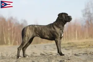 Read more about the article Cane Corso Italiano breeders and puppies in Ohio