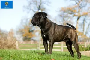 Read more about the article Cane Corso Italiano breeders and puppies in Oklahoma