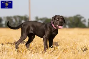 Read more about the article Cane Corso Italiano breeders and puppies in Oregon