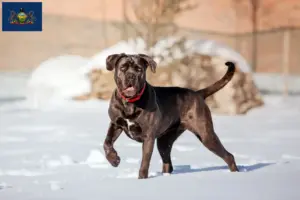 Read more about the article Cane Corso Italiano breeders and puppies in Pennsylvania