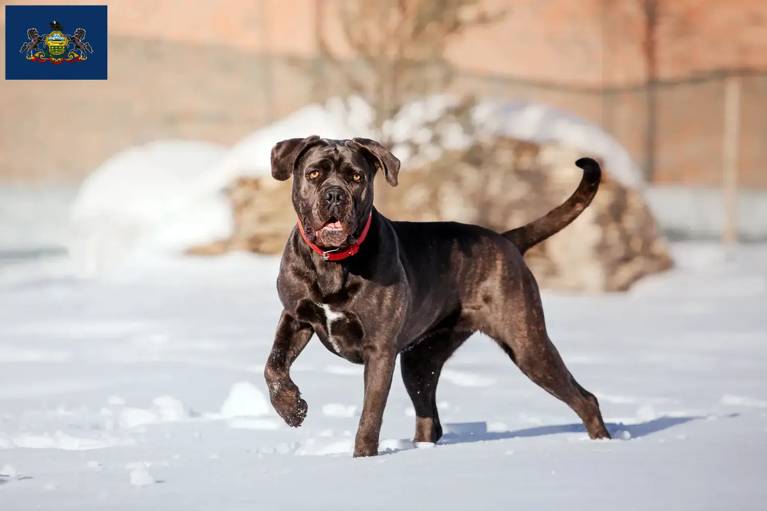 Cane Corso Italiano puppies and breeders Pennsylvania Find Cane Corso Italianos breeders in Pennsylvania.