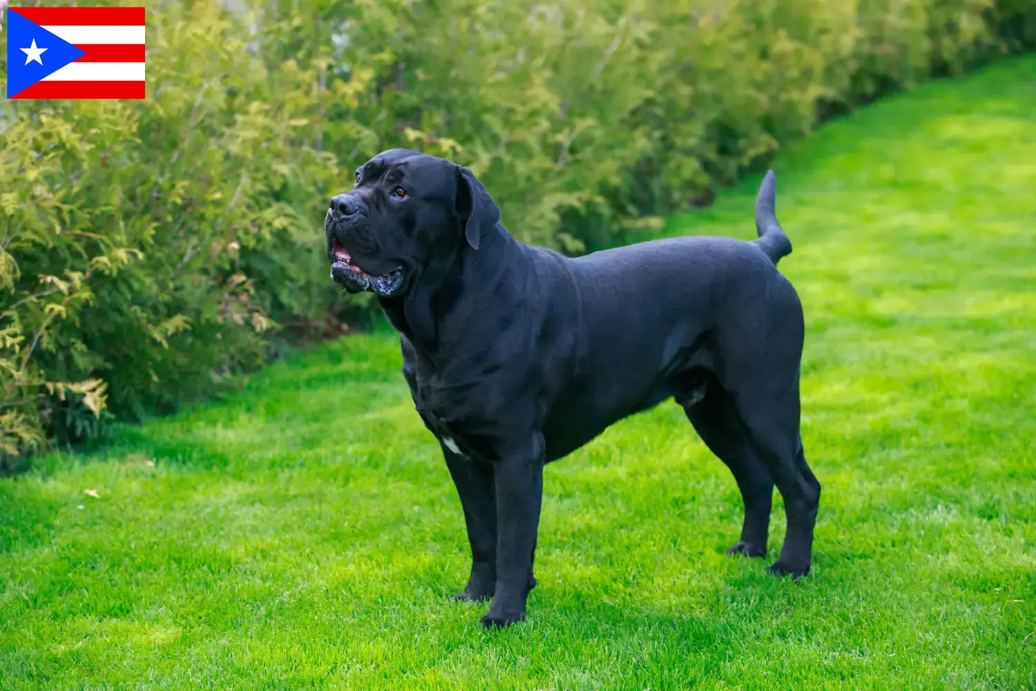 Cane Corso Italiano puppies and breeders Puerto Rico Find Cane Corso Italianos breeders in Puerto Rico.